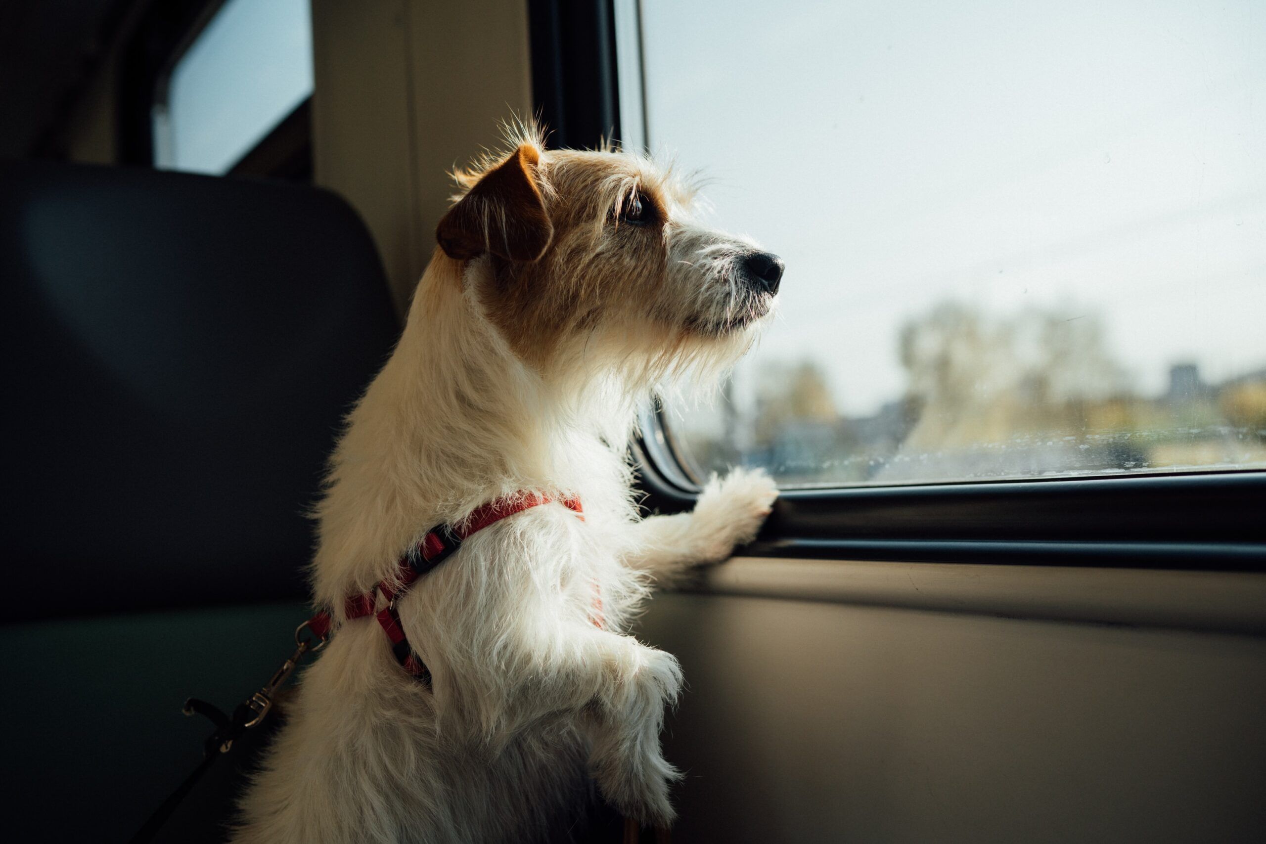 how do you fly with a puppy in the cabin